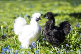 芜湖果蔬配送：乌鸡的营养价值
