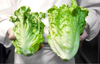 芜湖果蔬配送-生菜为什么做熟了还被称为生菜